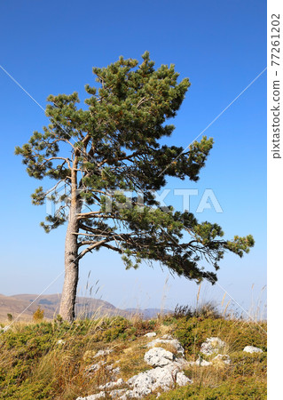 Alone pine tree on rocky ridge 77261202