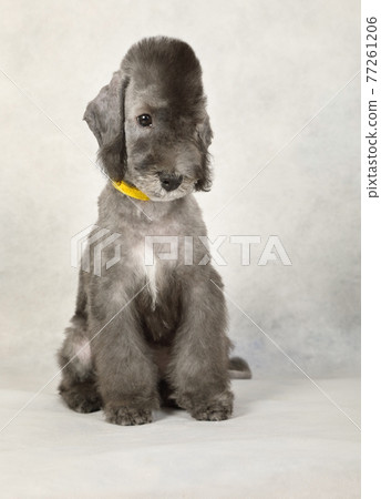 Two month old Bedlington Terrier puppy on a light grey background Two month old Bedlington Terrier puppy on a light grey background 77261206