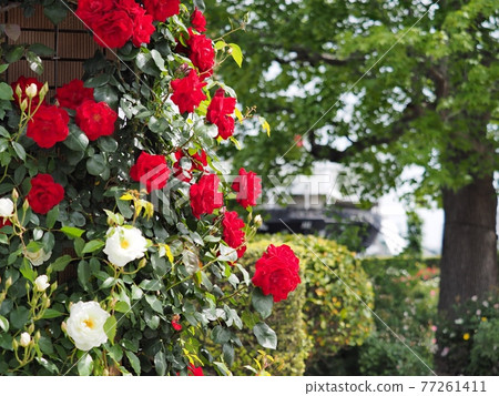Hikawa Maru in the back of Yamashita Park Rose Garden 77261411
