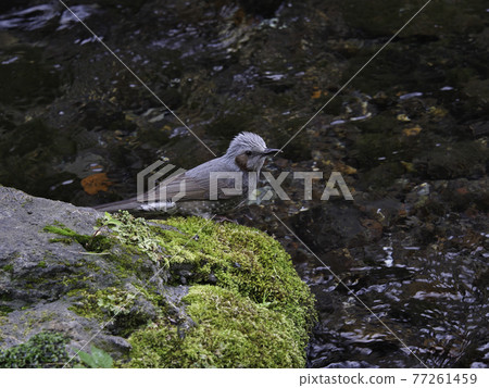 Bulbul standing in a clear stream Bulbul standing in a clear stream 77261459
