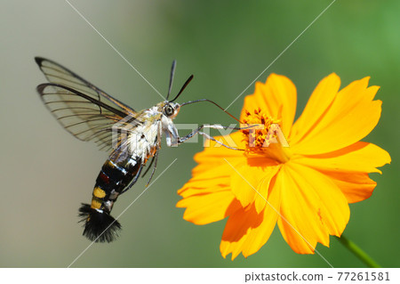 Pellucid hawk moth sucking flowers of Kibana cosmos 77261581