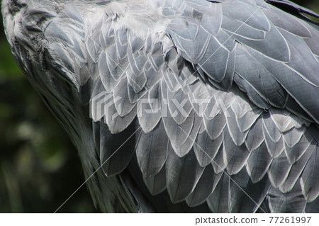 犀鳥翅膀 犀鳥翅膀 77261997