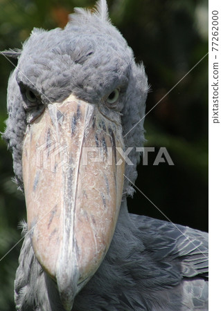 Hashbill Hashbill 77262000