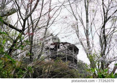 櫻花盛開的鶴田水壩公園的風景 77262070