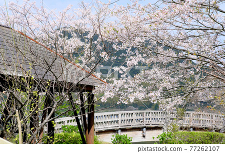 Imutaike橋和櫻花的風景 77262107