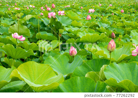 pink lotus flowers green leaves nature background pink lotus flowers green leaves nature background 77262292
