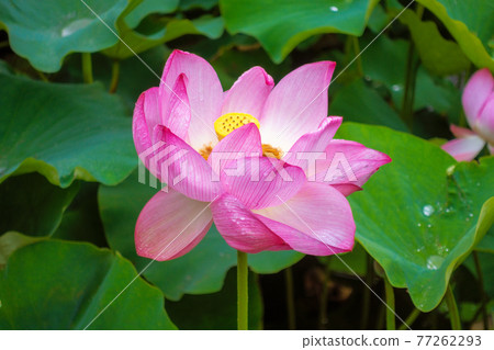 blooming pink lotus flower  green leaves nature 77262293