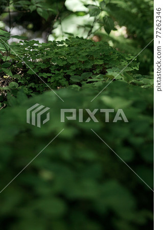 四季漫步春田島高原植物園 四季漫步春田島高原植物園 77262346