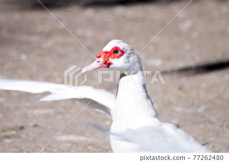 Duck living in an artificial city pond Duck living in an artificial city pond 77262480