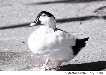 Duck living in an artificial city pond Duck living in an artificial city pond 77262481