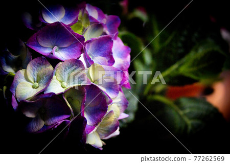 Hydrangea plant in full bloom Hydrangea plant in full bloom 77262569