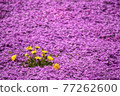 Spring landscape, dandelions and moss phlox 77262600