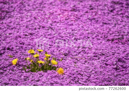 Spring landscape, dandelions and moss phlox 77262600