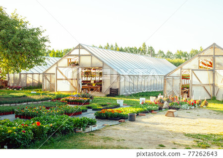 A potted flower nursery with wooden greenhouses and a flower market place in a rural area A potted flower nursery with wooden greenhouses and a flower market place in a rural area 77262643