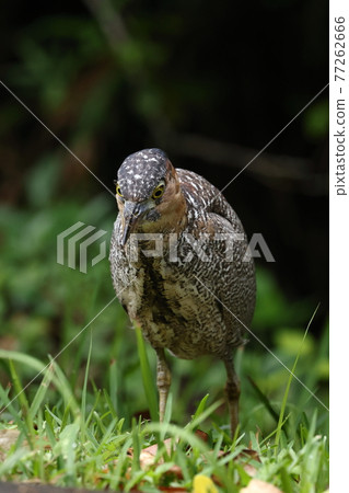 Creatures, wild birds, Malayan night herons, and young birds. During the daytime when the weather is bad, we are constantly searching for food ① Creatures, wild birds, Malayan night herons, and young birds. During the daytime when the weather is bad, we are constantly searching for food ① 77262666