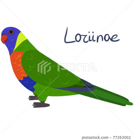 Parrot Loriinae in cartoon style on white background. Rainbow lorikeet. Parrot Loriinae in cartoon style on white background. Rainbow lorikeet. 77263002
