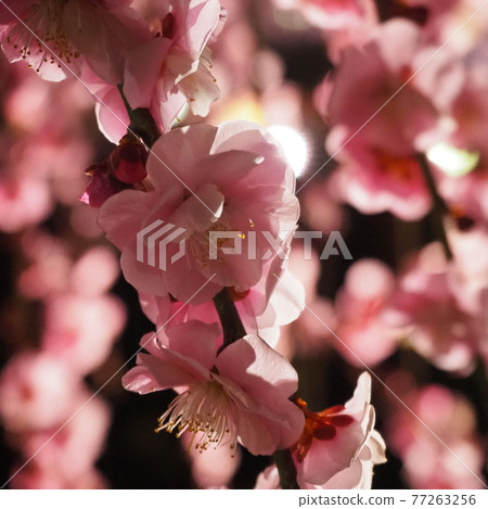 Illumination of plum blossoms 77263256