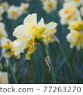 One side of yellow daffodils 77263270