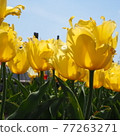 Yellow tulip and blue sky 77263271