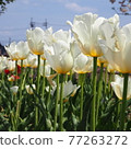 White tulip and blue sky 77263272