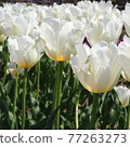 One side white tulip 77263273