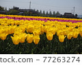 Yellow and pink tulip fields 77263274