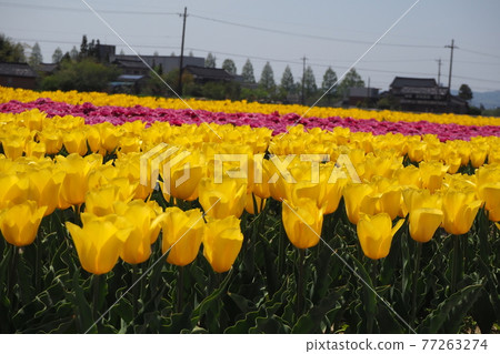 黃色和粉紅色的鬱金香田 77263274