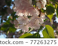 Leaf cherry blossoms illuminated by the blue sky and the setting sun 77263275