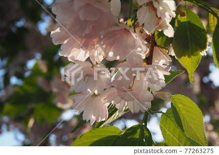 藍天和落日照亮的葉子櫻花 77263275