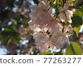 Double cherry blossoms illuminated by the blue sky and the setting sun 77263277