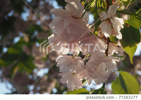 藍天和夕陽照亮的雙櫻花 77263277