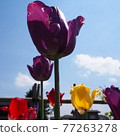 Purple, yellow and red tulips that shine in the blue sky 77263278