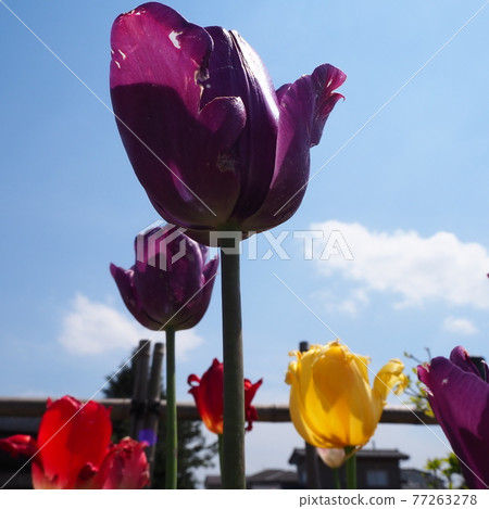 閃耀在藍天的紫色、黃色和紅色鬱金香 閃耀在藍天的紫色、黃色和紅色鬱金香 77263278
