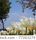 White tulips, blue sky and cherry blossoms 77263279