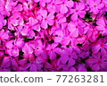 One side of pink moss phlox 77263281