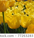 Yellow tulip field 77263283