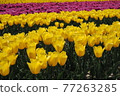Yellow and pink tulip field 77263285