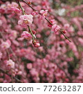 Pink plum blossoms and buds 77263287