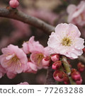 Plum blossoms and drops 77263288