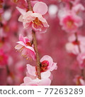 Pink plum blossoms and weeping 77263289