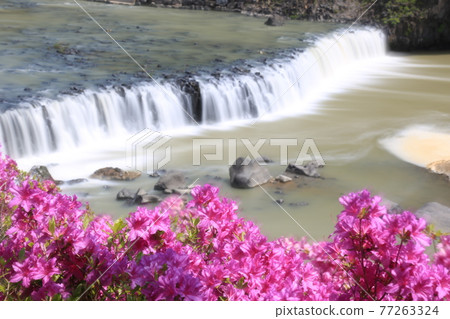 江原道、鐵原郡、直湯瀑布、杜鵑花、水、瀑布 江原道、鐵原郡、直湯瀑布、杜鵑花、水、瀑布 77263324