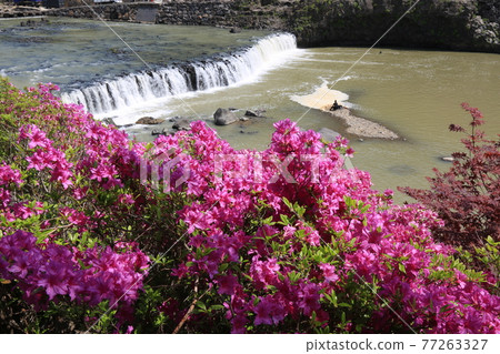 江原道、鐵原郡、直湯瀑布、杜鵑花、水、瀑布 77263327