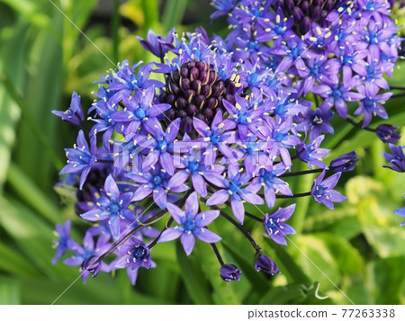 Scilla peruviana 77263338