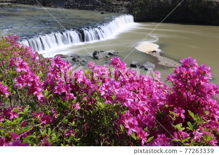 Gangwon-do, Cheorwon-gun, Jiktang Falls, Rhododendron, Water, Waterfall 77263339