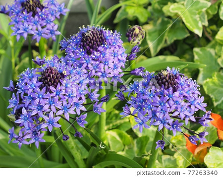 Scilla peruviana 77263340
