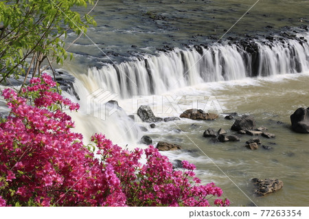 江原道、鐵原郡、直湯瀑布、杜鵑花、水、瀑布 江原道、鐵原郡、直湯瀑布、杜鵑花、水、瀑布 77263354