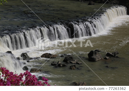 江原道、鐵原郡、直湯瀑布、杜鵑花、水、瀑布 77263362