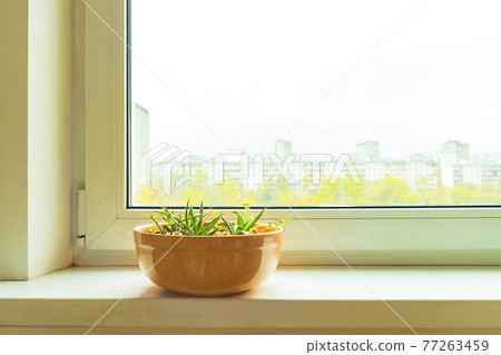 Succulent House plants in ceranic flower pot on white window sill on blurred city background 77263459