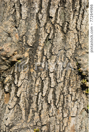 Boxelder maple Boxelder maple 77264966