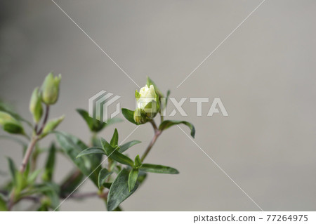 Mountain sandwort Mountain sandwort 77264975